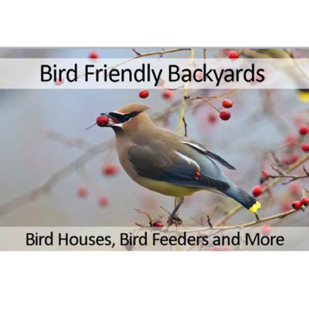 Photo of bird eating red berries